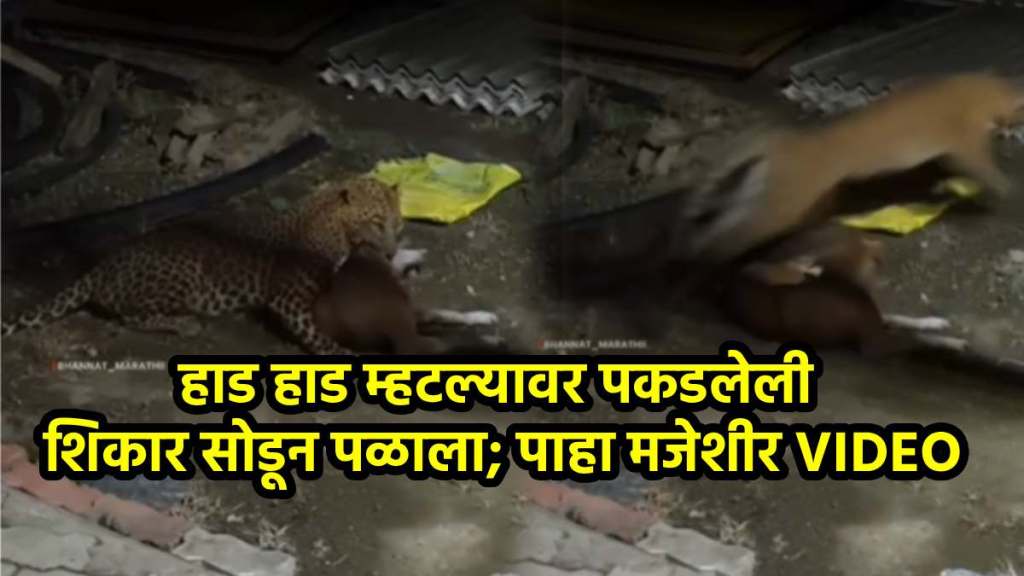 The leopard got scared while hunting a dog