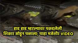 अय्या, बिबट्या तू आई-बापाचं नाव खराब केलंस…, हाड हाड म्हटल्यावर घाबरून पळून गेला बिबट्या, VIDEO पाहून नेटकरी म्हणाले, “बिबट्या भावा, तू… “