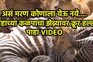 Lion Attack Zebra jungle youtube