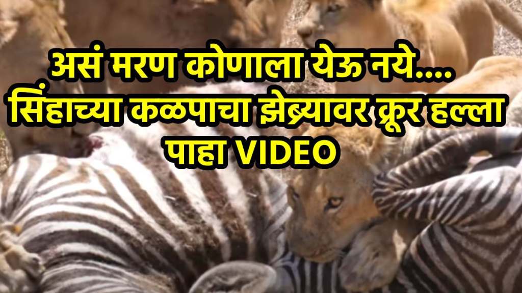 Lion Attack Zebra jungle youtube