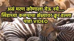 “जेव्हा पोटातली आग शांत बसू देत नाही”, झेब्र्यावर तुटून पडला सिंहांचा कळप; असा धडकी भरवणारा VIDEO कधीही पाहिला नसेल
