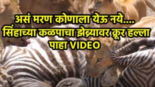 Lion Attack Zebra jungle youtube