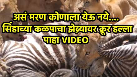 Lion Attack Zebra jungle youtube