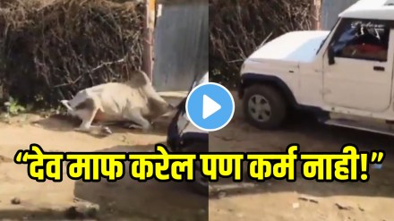 Shocking video First hit, then crushed under a car; Bull killed in a very brutal manner