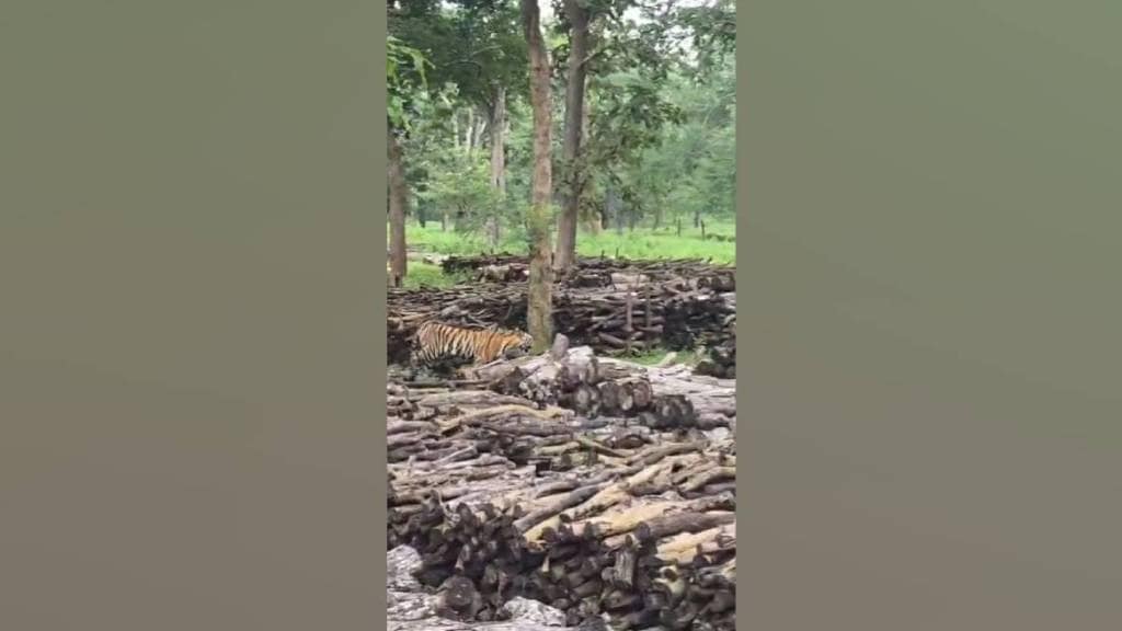 tiger roaming video Pawani depot, tiger conservation Maharashtra, Pench tiger reserve, Nagpur wildlife news, tiger sightings Maharashtra, tiger-human conflict India,