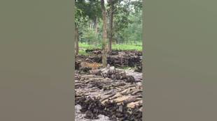 tiger roaming video Pawani depot, tiger conservation Maharashtra, Pench tiger reserve, Nagpur wildlife news, tiger sightings Maharashtra, tiger-human conflict India,