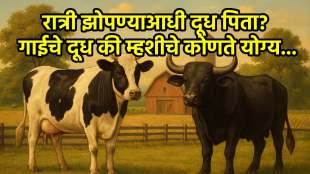 Cow's Milk Or Buffalo's Milk