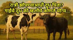 रात्री झोपण्यापूर्वी गाईचं दूध की म्हशीचं? कोणतं दूध ठरेल आरोग्यासाठी वरदान