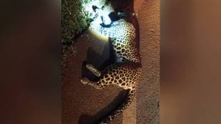 Leopard died oni, leopard road accident, Rajapur forest department, Ratnagiri wildlife incident, unidentified vehicle hit leopard, wildlife accident Maharashtra,
