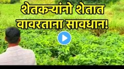 शेतकऱ्यांनो शेतात वावरताना सावधान! सोयाबीनच्या पिकात बिबट्या लपून बसला, शेतकरी जाताच काय केलं पाहा; थरारक VIDEO व्हायरल