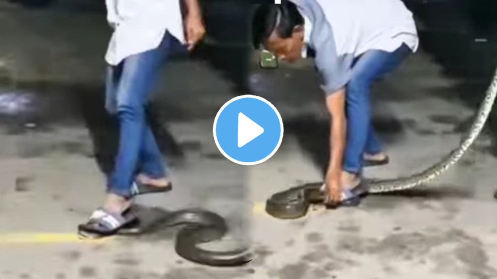 Shocking video man steps on snake hood gets bitten on leg shocking viral video