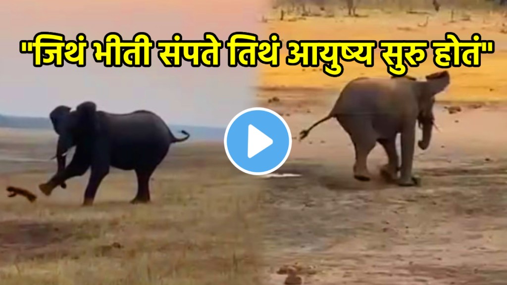 Shocking video Fearless Honey Badger Challenges Giant Elephant Video Goes Viral