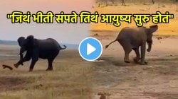 “जिथं भीती संपते तिथं आयुष्य सुरु होतं” अवघ्या ७ इंचाच्या प्राण्यानं महाकाय हत्तीला लोळवलं; VIDEOचा शेवट पाहून डोळ्यांवर विश्वास बसणार नाही