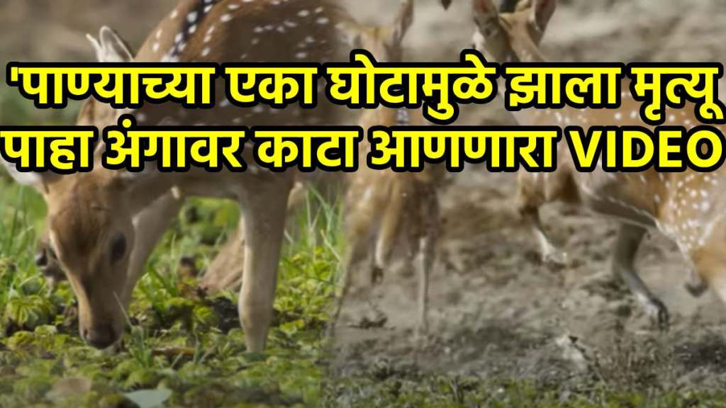 crocodile's strategy to attack a herd of deer