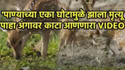 ‘पाण्याच्या एका घोटामुळे झाला मृत्यू…’, पाणी पिण्यासाठी आलेल्या हरणाच्या कळपावर हल्ला करण्यासाठी मगरीचा डावपेच, काळजाला हादरवणारा VIDEO