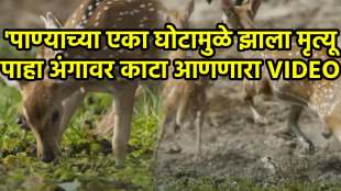 crocodile's strategy to attack a herd of deer