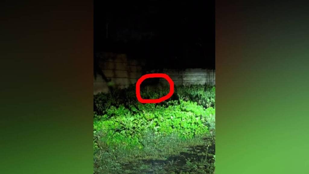 Nagpur leopard sightings, Mihan tiger alert, wild animal sightings Nagpur, forest department patrols Nagpur, leopard in IT park Nagpur, Mihan wildlife safety, Nagpur animal attack prevention,