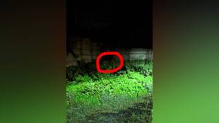 Nagpur leopard sightings, Mihan tiger alert, wild animal sightings Nagpur, forest department patrols Nagpur, leopard in IT park Nagpur, Mihan wildlife safety, Nagpur animal attack prevention,