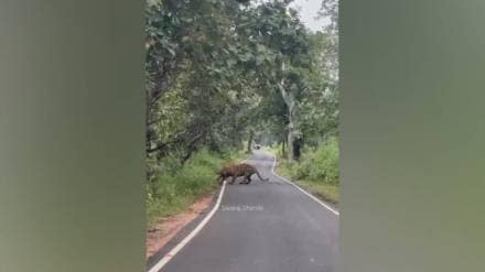 Tiger attacks on livestock, Tadoba-Andhari tiger reserve conflict, Chandrapur tiger sightings, human-wildlife conflict Maharashtra, tiger hunting livestock video,