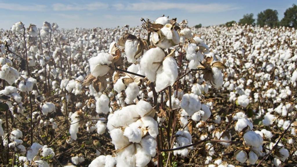 Nagpur cotton hub, British era cotton trade, Nagpur textile industry history, Vidarbha cotton production, cotton export Nagpur, British industrial legacy Nagpur, Indian cotton market history, Nagpur Empress Mills, cotton industry development Nagpur,