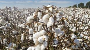 Nagpur cotton hub, British era cotton trade, Nagpur textile industry history, Vidarbha cotton production, cotton export Nagpur, British industrial legacy Nagpur, Indian cotton market history, Nagpur Empress Mills, cotton industry development Nagpur,