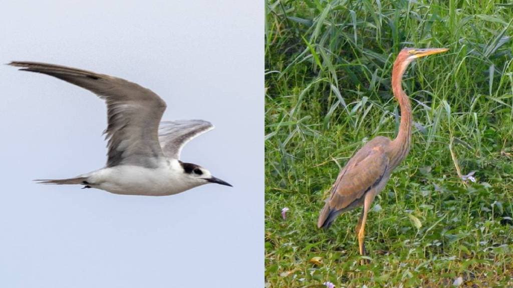 vasai virar municipal corporation bird sanctuary