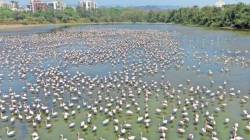 नवी मुंबई विमानतळामुळे फ्लेमिंगो अधिवासावर घाला?