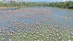 inauguration of navi mumbai International airport it will affect the habitat of flamingos