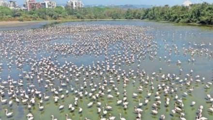 inauguration of navi mumbai International airport it will affect the habitat of flamingos