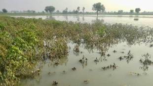 state added many talukas even unaffected ones to farmer relief package due to upcoming local elections