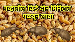 Get rid of wheat bugs in two minutes