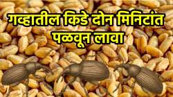 पावसाळा सुरू होताच गव्हात किडे दिसू लागलेत? ‘हे’ ५ सोपे घरगुती उपाय करा ट्राय