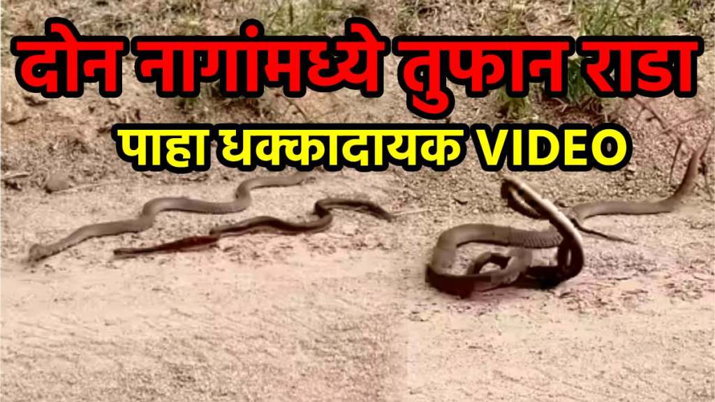 two snake fighting in jungle horrible video