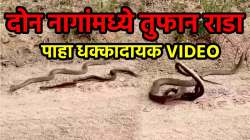दोन नागांमध्ये तुफान राडा… एकमेकांना गुंडाळत असं काही केलं की, पाहून अंगावर येईल काटा; पाहा VIDEO