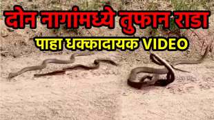 two snake fighting in jungle horrible video