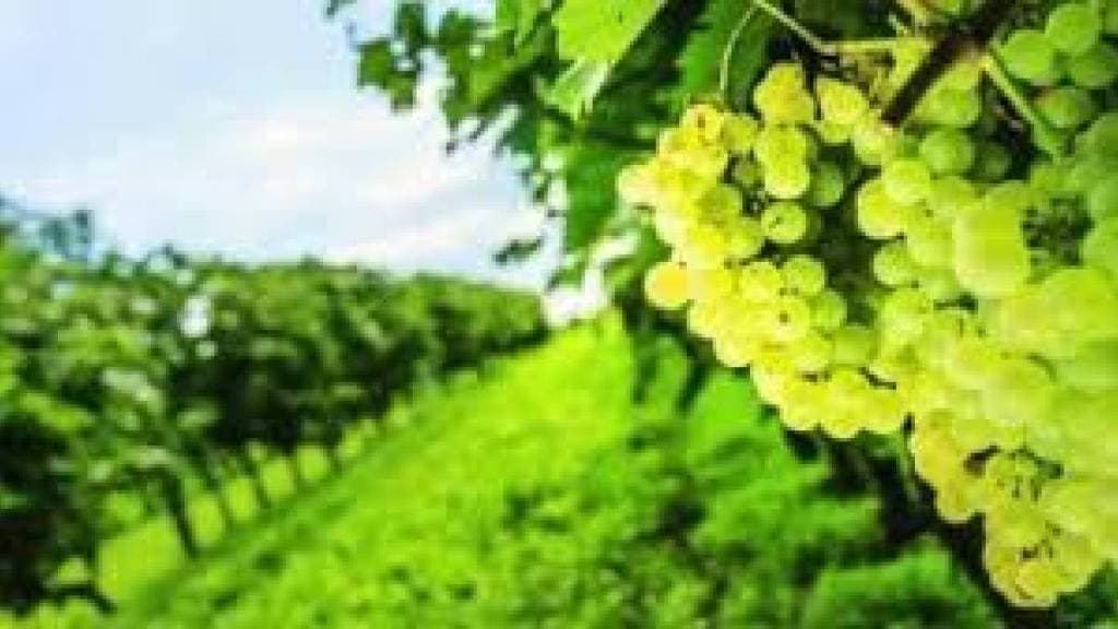 rain damaged vineyards in tasgaon Kavathe mahankal Panchnama technical issues now finally resolved