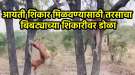 बापरे! बिबट्याची शिकार झाडावरून खाली पडताच तरसाने केलं असं काही… VIDEO पाहून नेटकरी म्हणाले, “कष्ट करायचा सगळ्यांना कंटाळा”