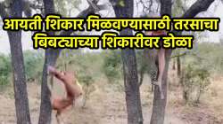 बापरे! बिबट्याची शिकार झाडावरून खाली पडताच तरसाने केलं असं काही… VIDEO पाहून नेटकरी म्हणाले, “कष्ट करायचा सगळ्यांना कंटाळा”