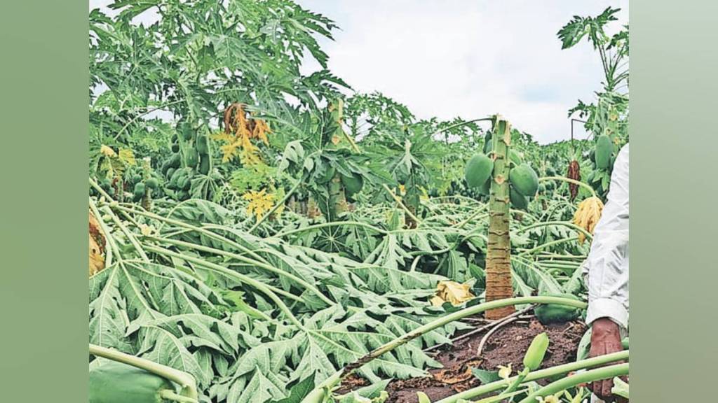 Maharashtra disaster relief, affected talukas Maharashtra, flood-affected areas Maharashtra, Maharashtra agricultural damage, Devendra Fadnavis relief package, Maharashtra heavy rain impact,