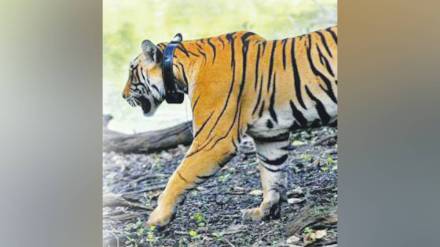 tiger gut microbiota, tiger health impact, tiger reserve conservation, CCMB tiger study, Indian tiger habitats, tiger digestion bacteria, human impact on wildlife,