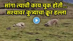 Brutal dog attack on rabbit