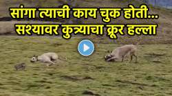 हे जग पापी, कपटी… इथे दुसऱ्याला जगवण्यासाठी स्वतःला मरावं लागतं… बिचाऱ्या सशावर कुत्र्याचा क्रूर हल्ला; VIDEO पाहून नेटकऱ्यांकडूनही हळहळ व्यक्त