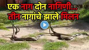 3 Snakes Dancing together horrible video