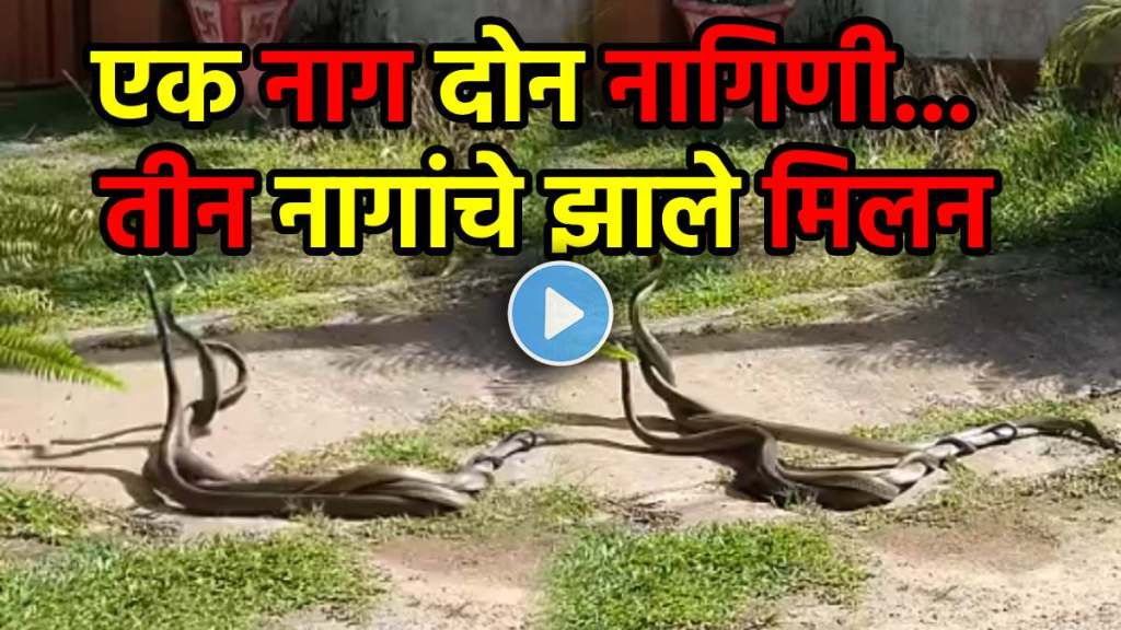 3 Snakes Dancing together horrible video