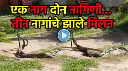 “नाग, नागीण आणि ती…”, तीन नागांचे झाले मिलन; एकमेकांना गुंडाळलं… VIDEO पाहून नेटकरी म्हणाले, “नागाची गर्लफ्रेंड आली”