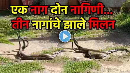 3 Snakes Dancing together horrible video