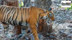 tiger deaths railway, Ballarshah-Gondia railway danger, wildlife corridor disruption, tiger conservation Maharashtra, railway wildlife mitigation, forest animal roadkill,