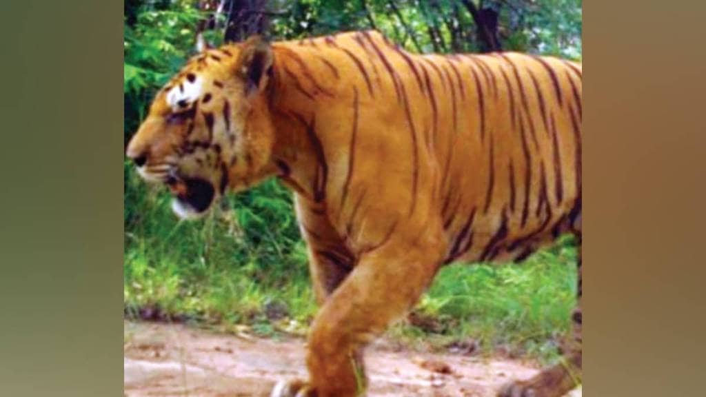 wildlife railway accidents, tiger deaths India, Ballarshah Gondia railway, India wildlife safety, railway wildlife corridor,
