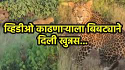 VIDEO शूटिंग करणाऱ्याच्या डोळ्यांत डोळे घालून बघत होता बिबट्या… रत्नागिरीतील ‘या’ गावात भरदिवसा दर्शन; गावात दहशतीचं वातावरण