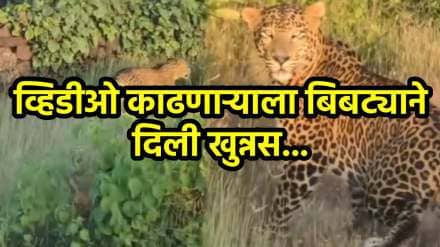Leopard spotted Malgund village in Ratnagiri